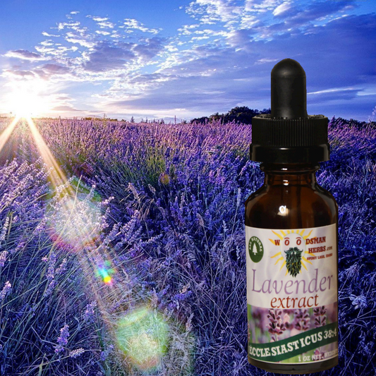 Lavender Extract (Organic)