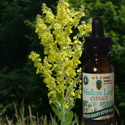 Mullein Extract (Wildcrafted)